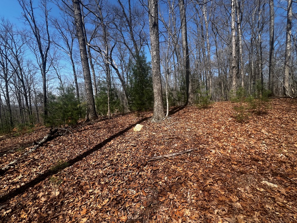 Lot 5 High Country Lane Morganton, GA 30560 - Photo 2 of 16 a backyard of a house with lots of green space