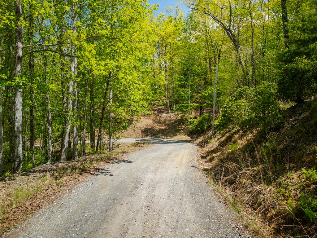 Lot 5 High Country Lane Morganton, GA 30560 - Photo 8 of 16 a view of a yard with plants and trees