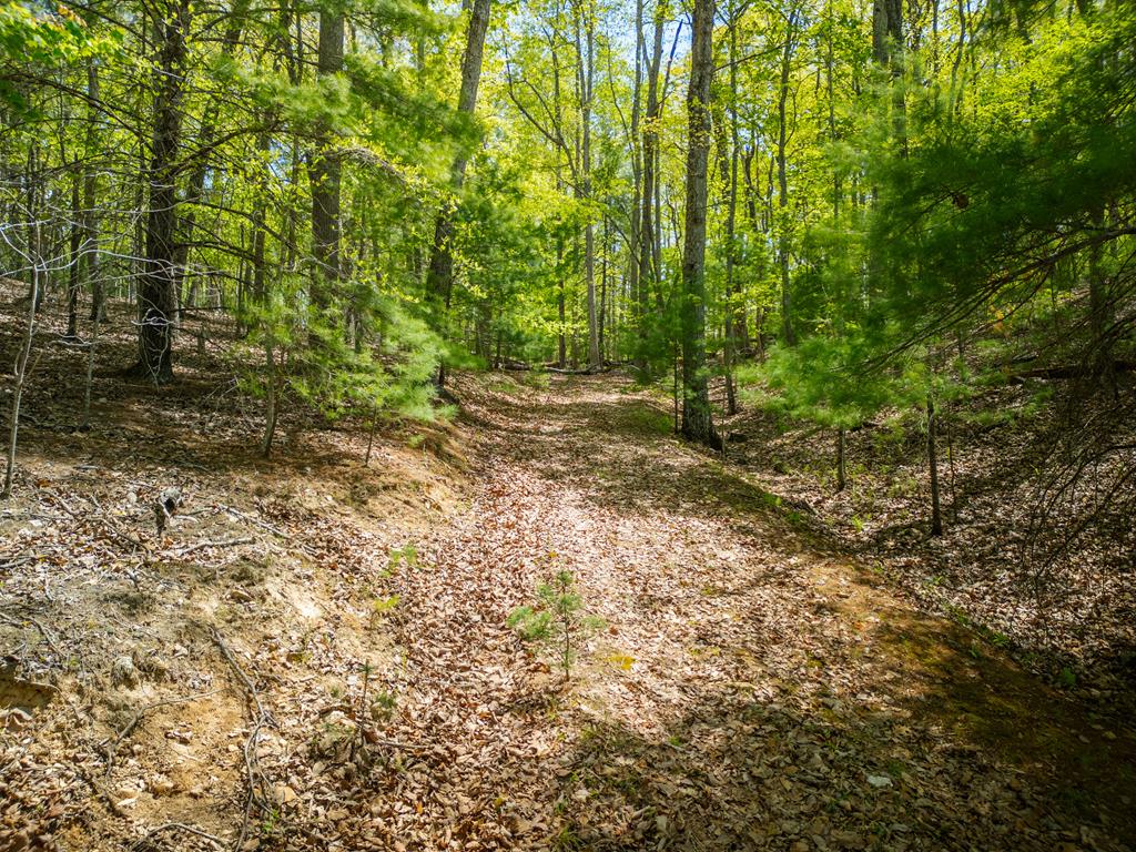 Lot 5 High Country Lane Morganton, GA 30560 - Photo 9 of 16 a view of outdoor space and trees