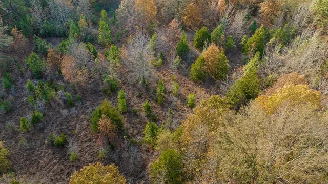 a view of a yard with plants and a bench
