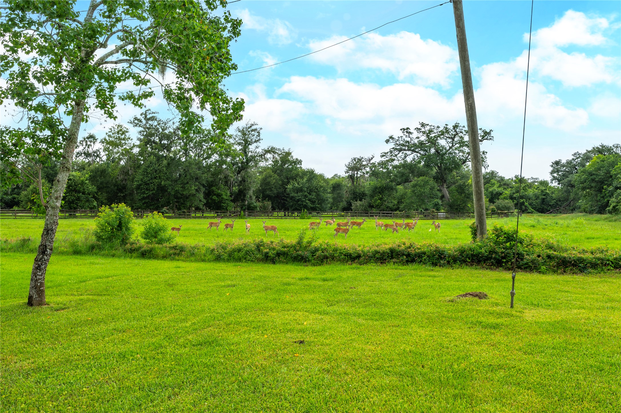 17126 Hamill Drive Rosharon, TX 77583 - Photo 42 of 50 Wildlife grazing in the field neighboring the property.
