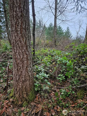 a big yard with lots of green space