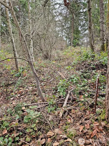 a view of a yard with plants and trees