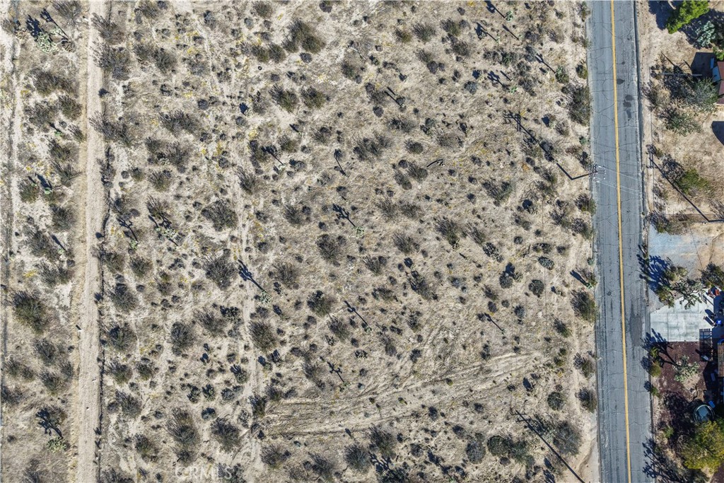 7442 Olympic Road Joshua Tree, CA 92252 - Photo 8 of 15 a close up of a plant