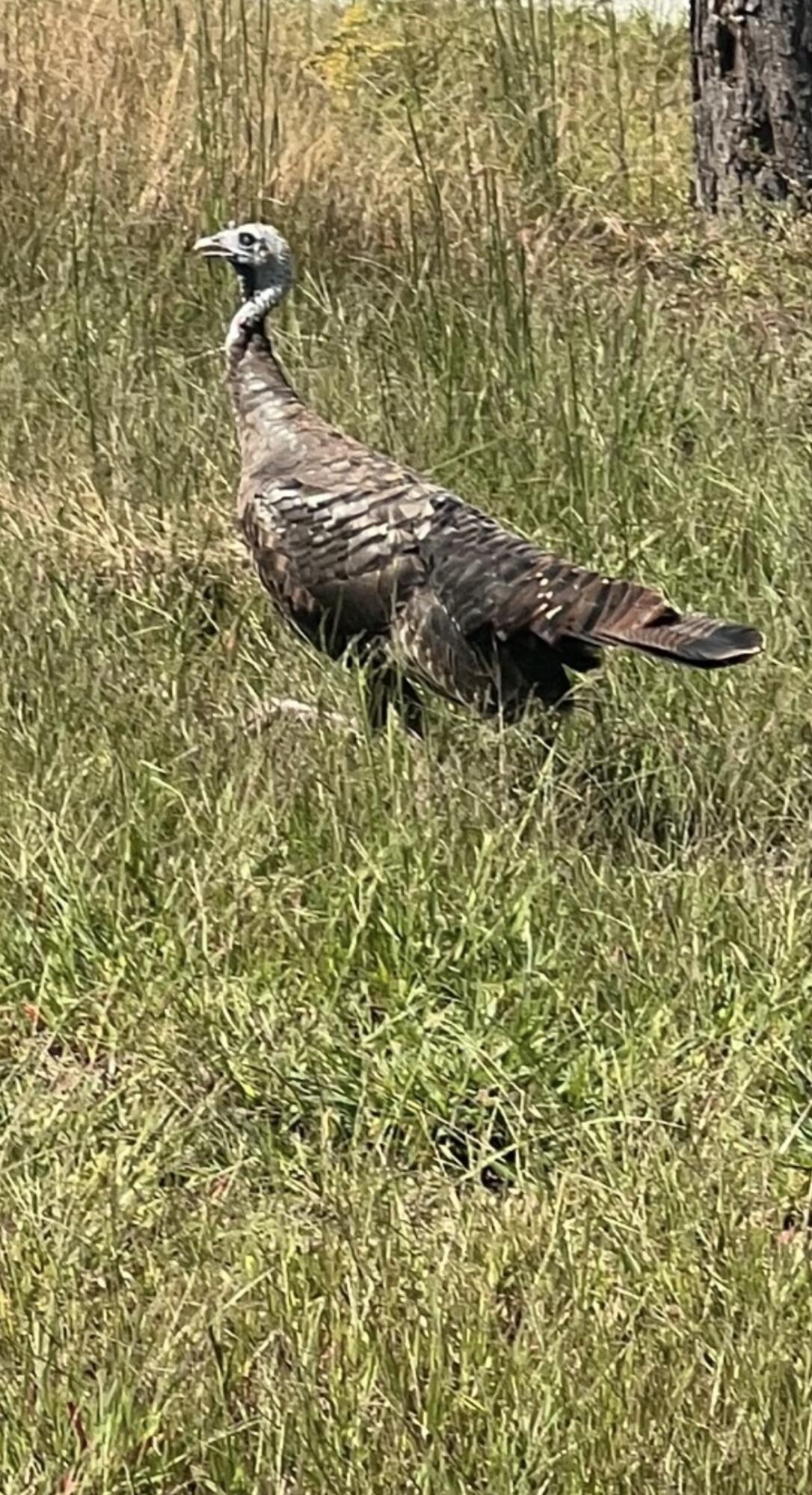 0 Waterwheel Way, Unit 340 Jasper, TN 37347 - Photo 46 of 48 Wildlife