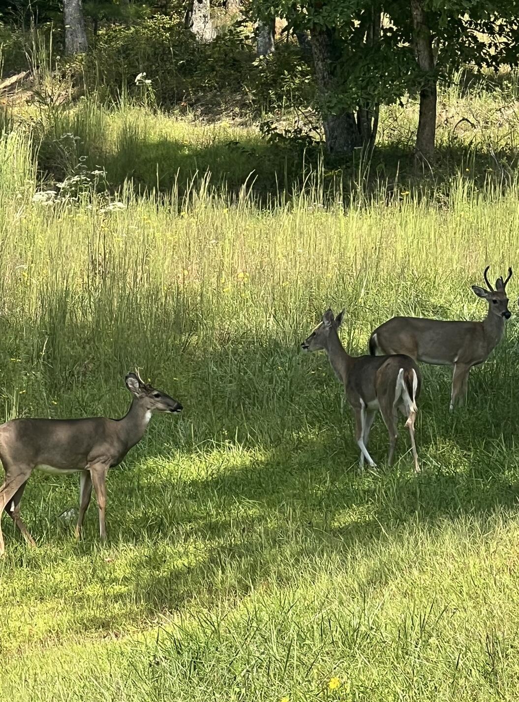0 Waterwheel Way, Unit 340 Jasper, TN 37347 - Photo 47 of 48 Wildlife