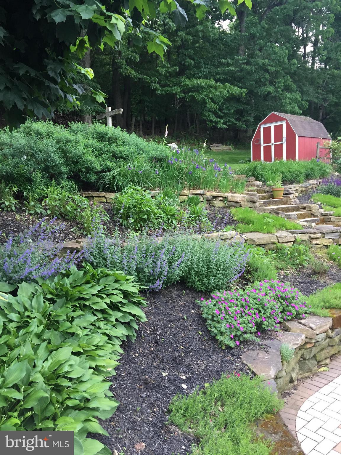 650 Norman Road York, PA 17406 - Photo 26 of 36 Iris and Catmint in bloom