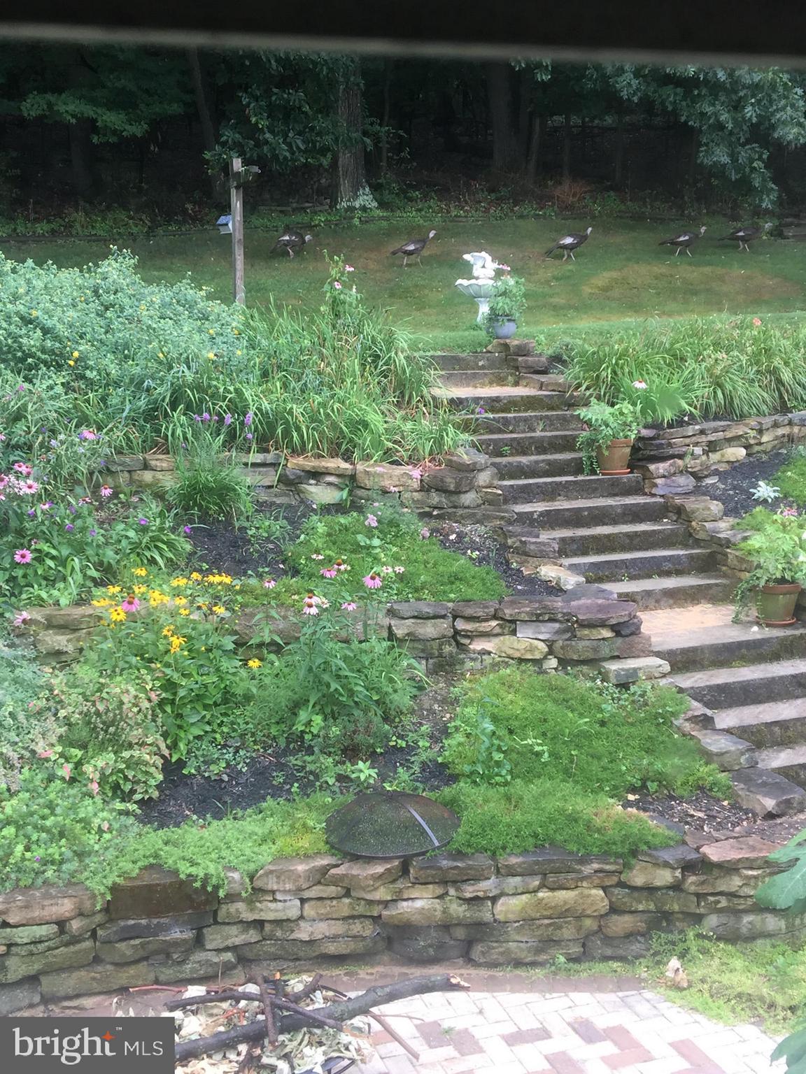 650 Norman Road York, PA 17406 - Photo 27 of 36 Look close ... wild turkeys trotting in backyard