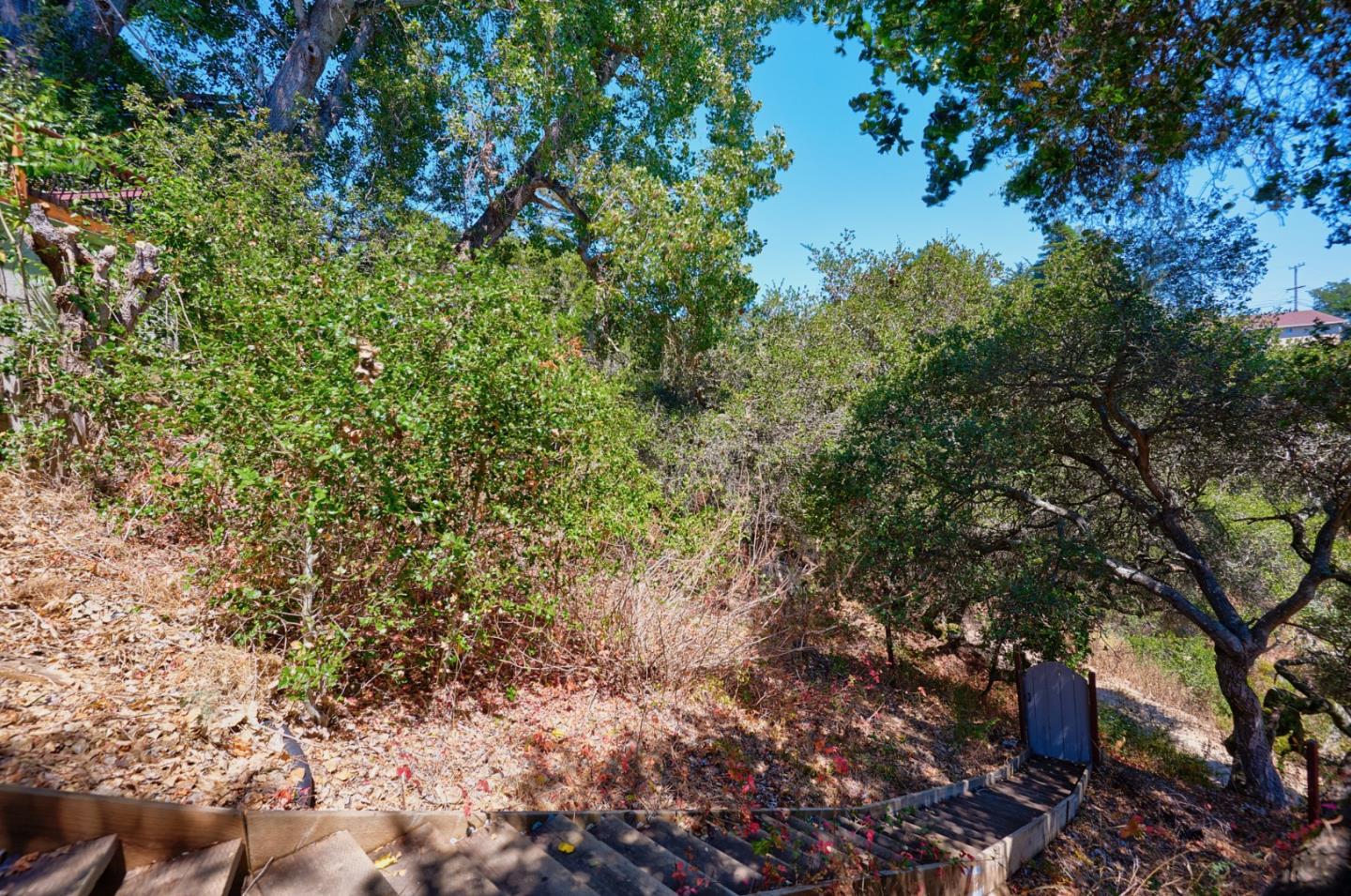 1132 Lassen Drive Belmont, CA 94002 - Photo 27 of 27 a picture of trees