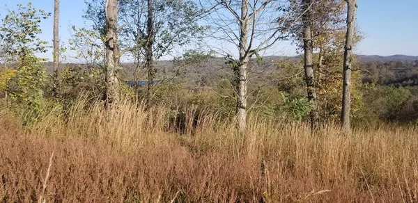 a view of a yard with trees