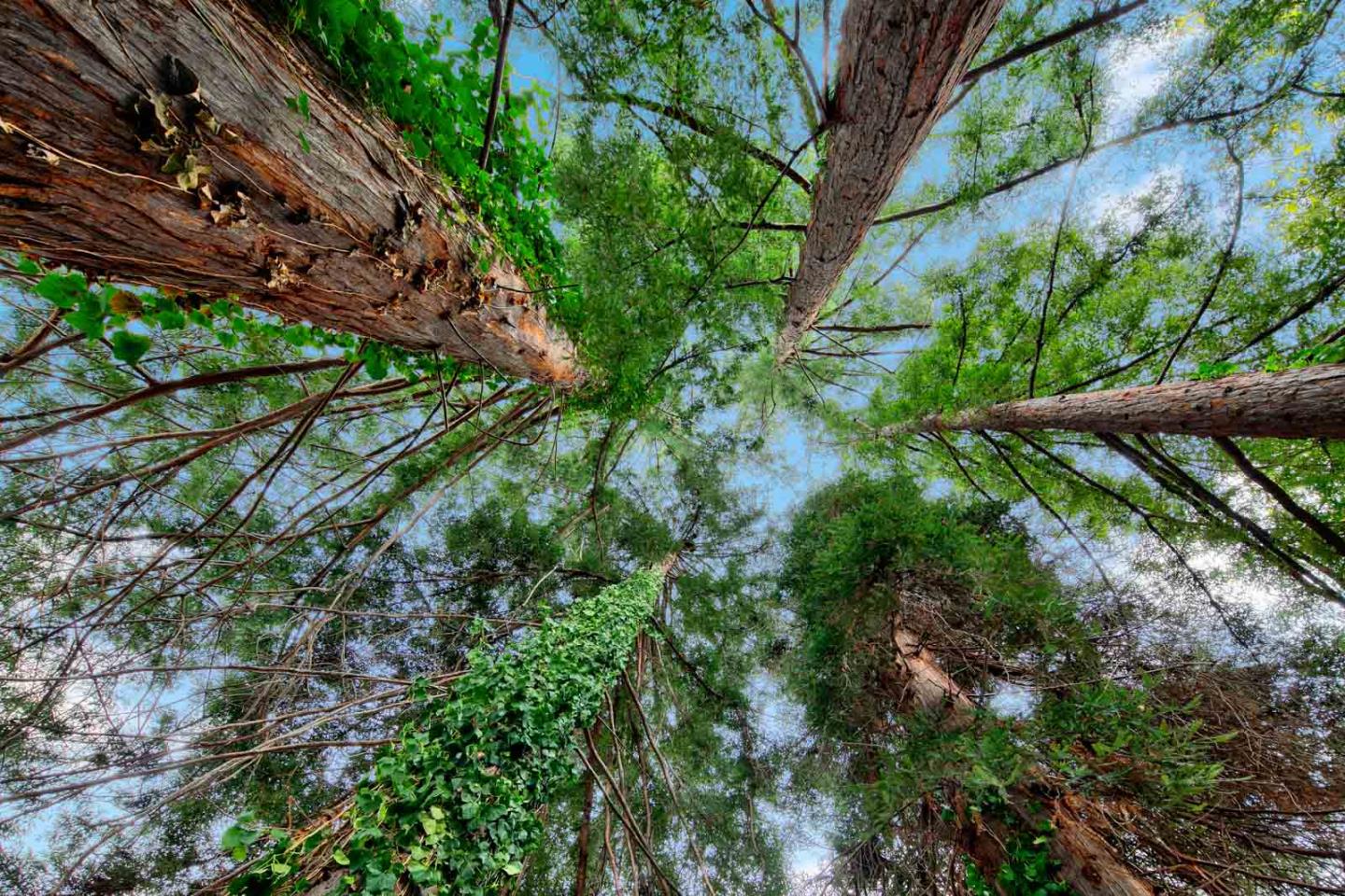 1628 Bryant Street Palo Alto, CA 94301 - Photo 11 of 18