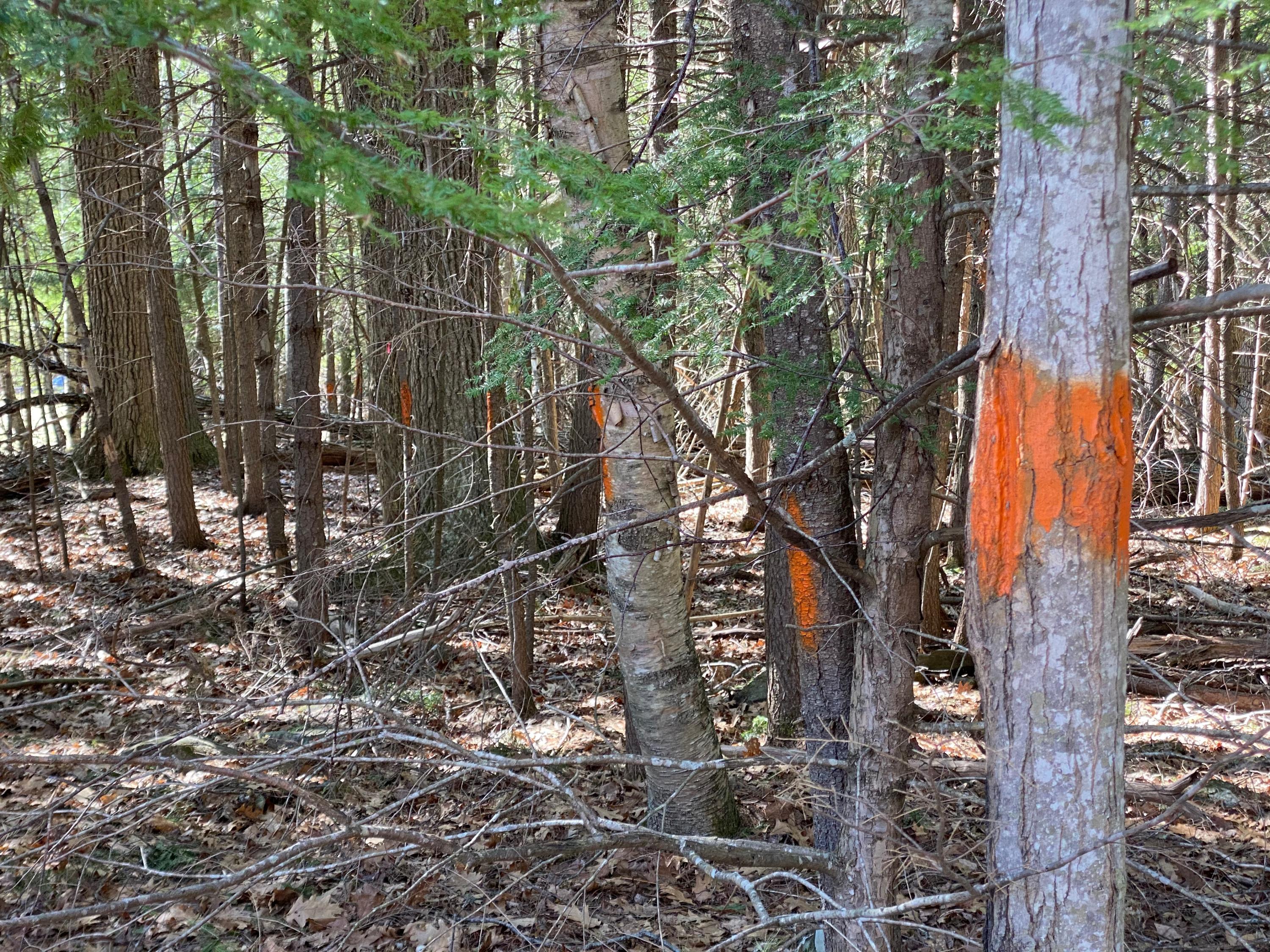 Lot 2 Marble Point Rd Mount Mount Vernon, ME 04352 - Photo 13 of 42 SURVEYED