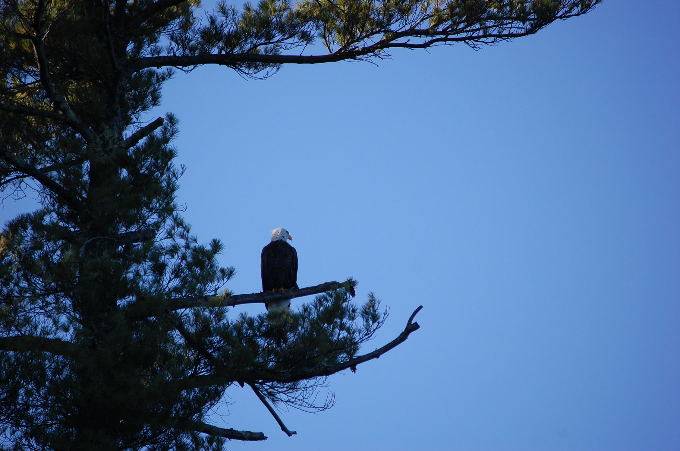 Lot 2 Marble Point Rd Mount Mount Vernon, ME 04352 - Photo 30 of 42 EAGLES