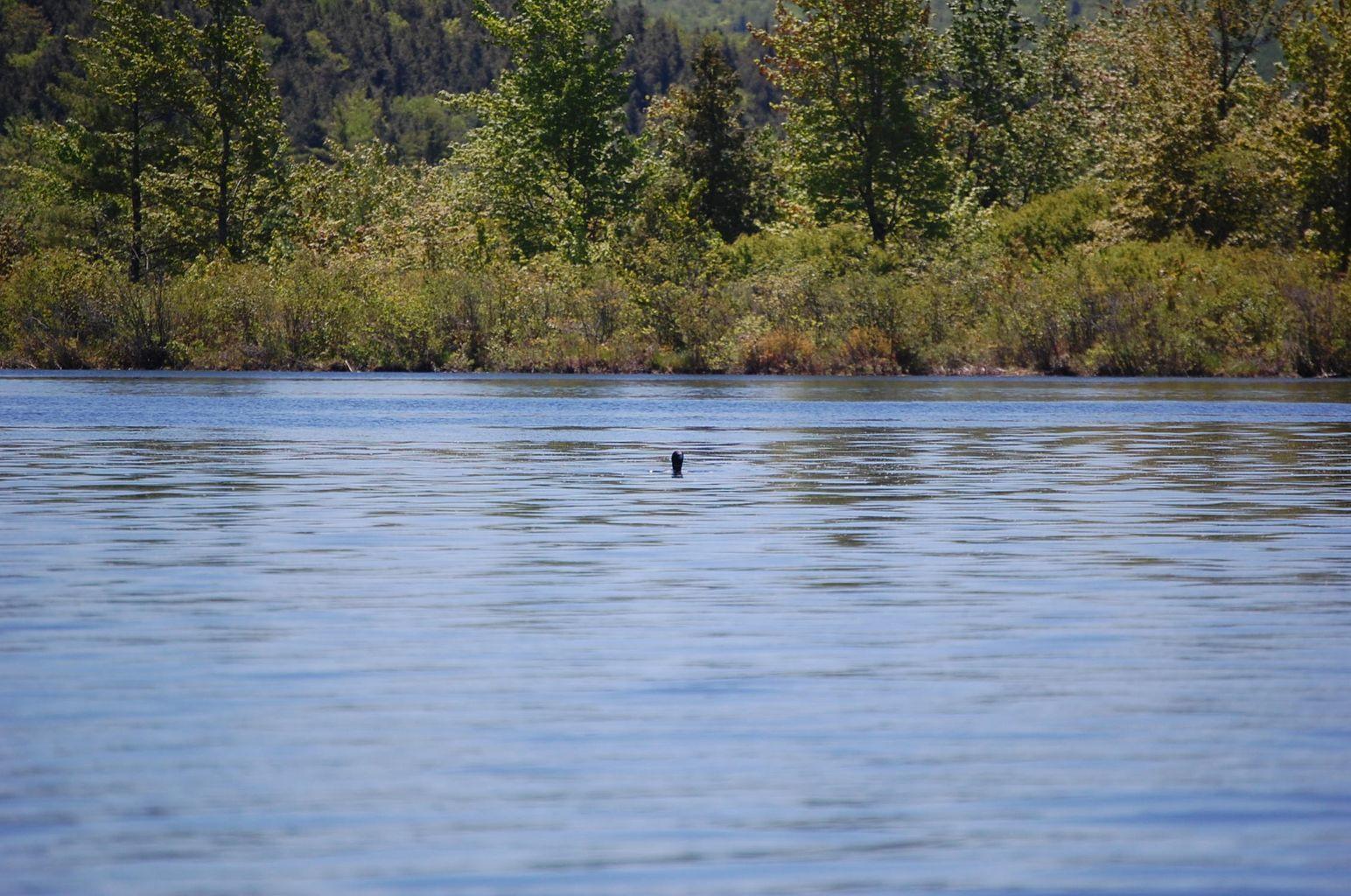 Lot 2 Marble Point Rd Mount Mount Vernon, ME 04352 - Photo 31 of 42 LOON