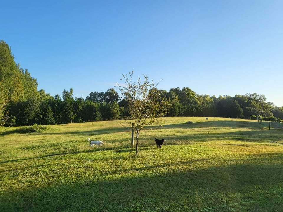 7208 Bulb Road Julian, NC 27283 - Photo 30 of 35 Gallery Image 30