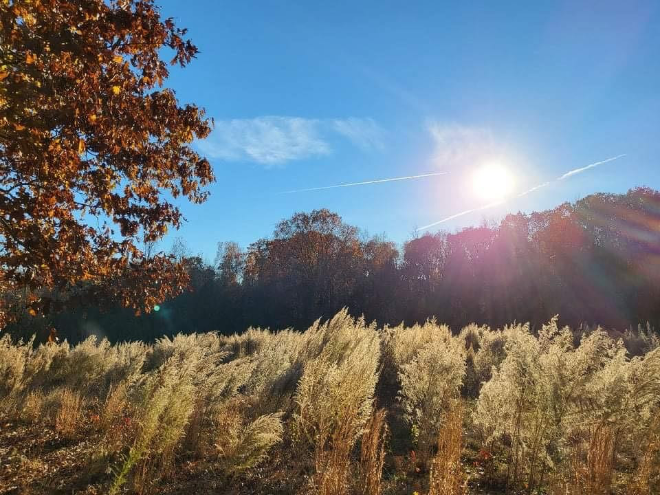 7208 Bulb Road Julian, NC 27283 - Photo 31 of 35 Gallery Image 31