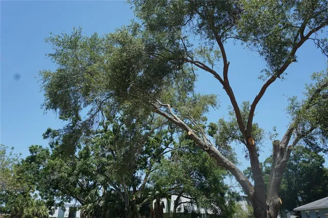 a view of a tree in a yard