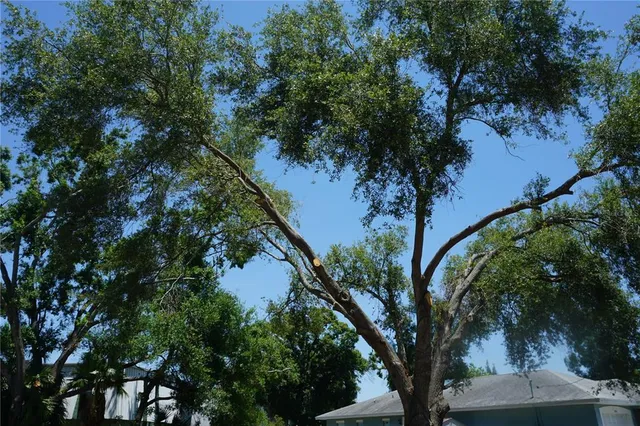 a view of a tree in a backyard of a house