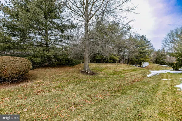 a view of a yard with trees