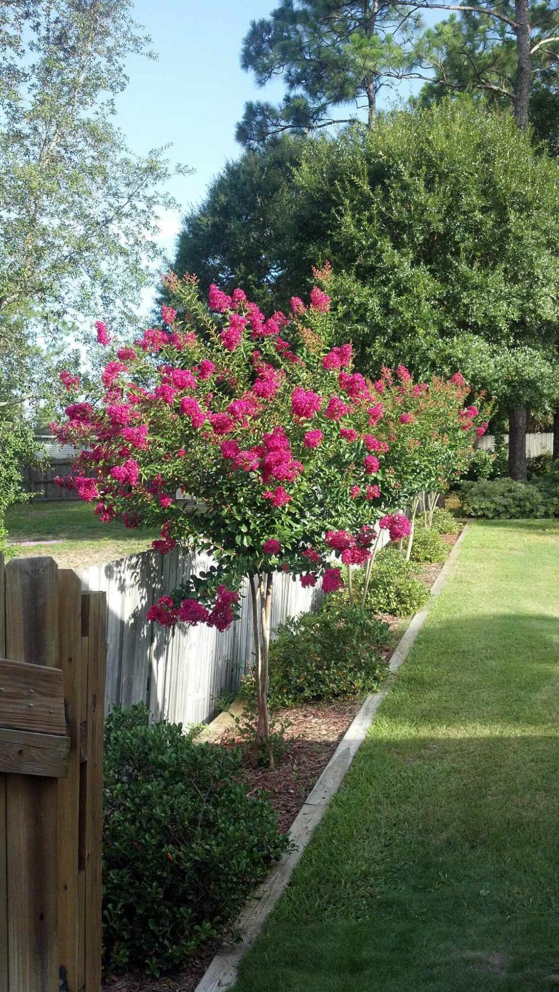 381 John King Road Crestview, FL 32539 - Photo 29 of 34 Crepe Myrtles in bloom