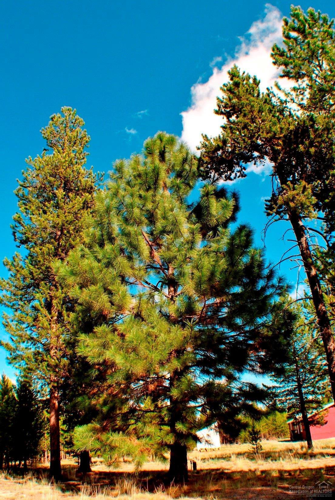 1004 Yoke Road La Pine, OR 97739 - Photo 2 of 23 Well treed lot including several Pondero