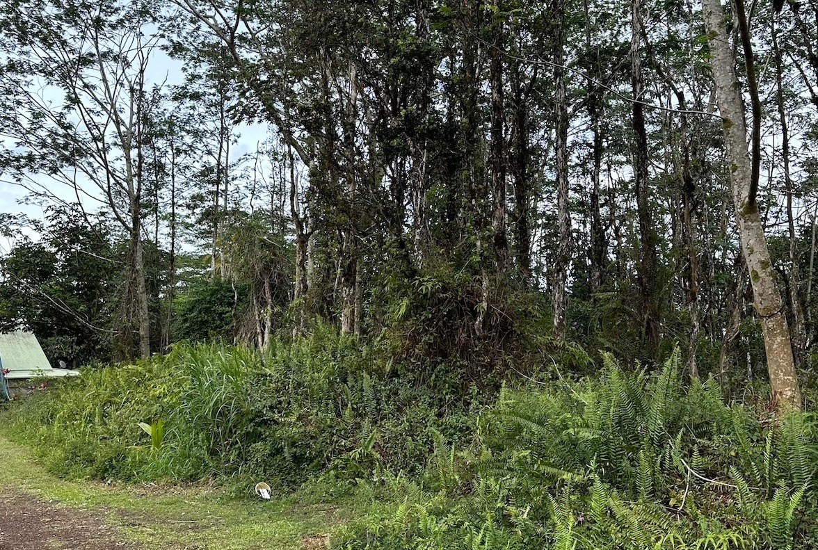 a view of a lush green forest