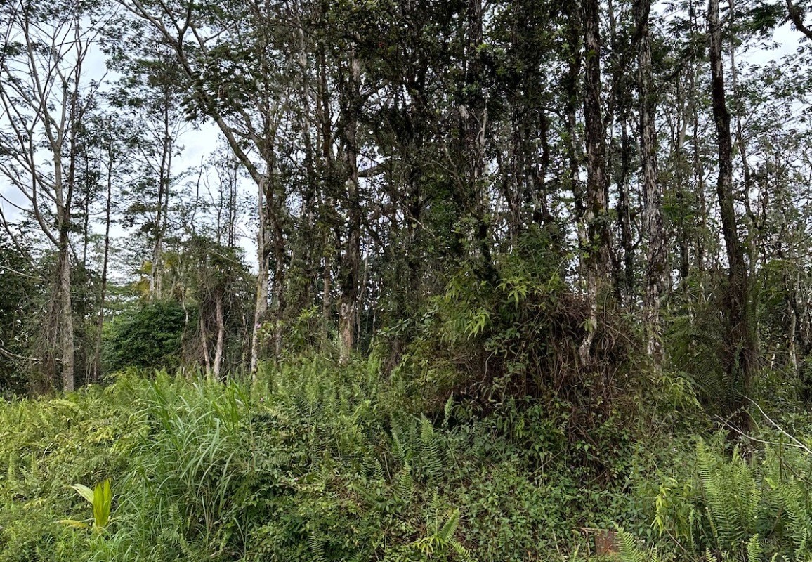 490 Colby Circle Pahoa, HI 96778 - Photo 3 of 5 a view of a forest with a tree