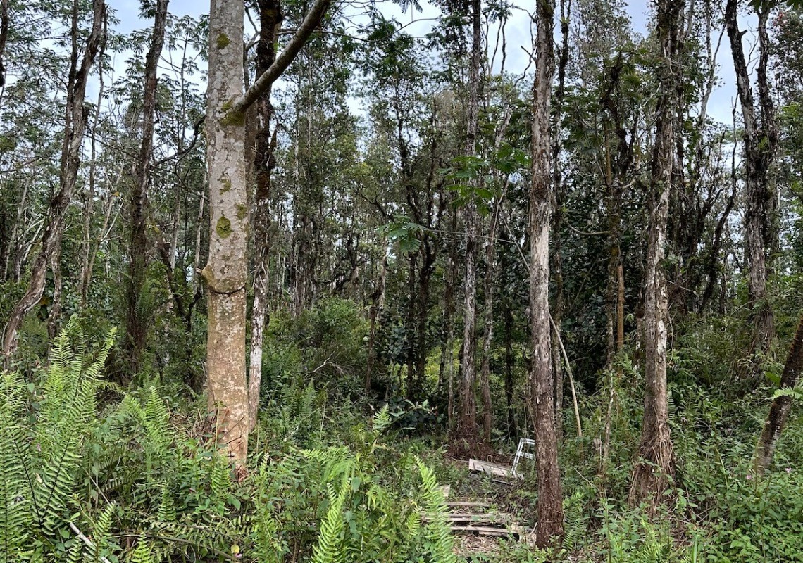 490 Colby Circle Pahoa, HI 96778 - Photo 4 of 5 a view of a forest
