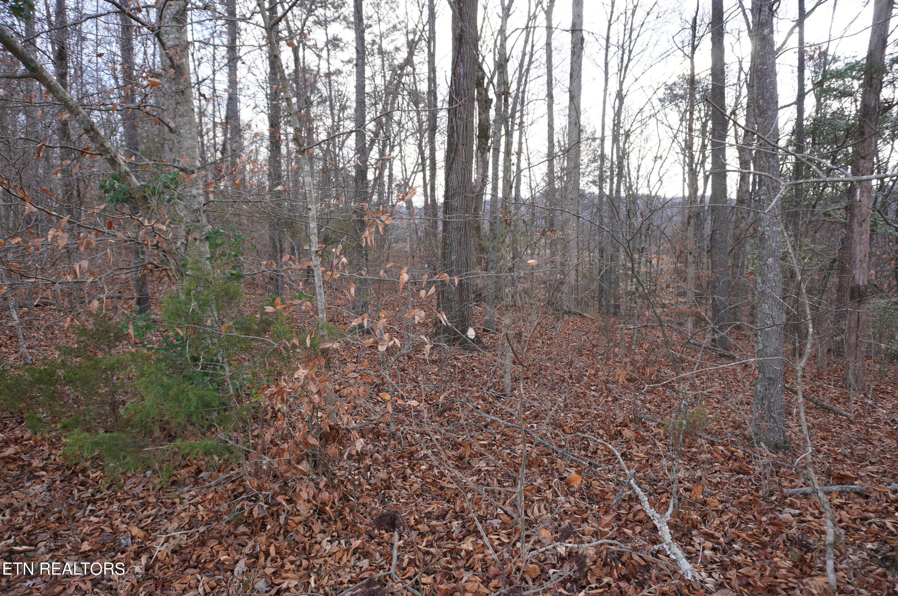 Lot 14 Meadowood Road Newport, TN 37821 - Photo 19 of 24 lot 14 meadowood - moore - 1-12-24 (24)