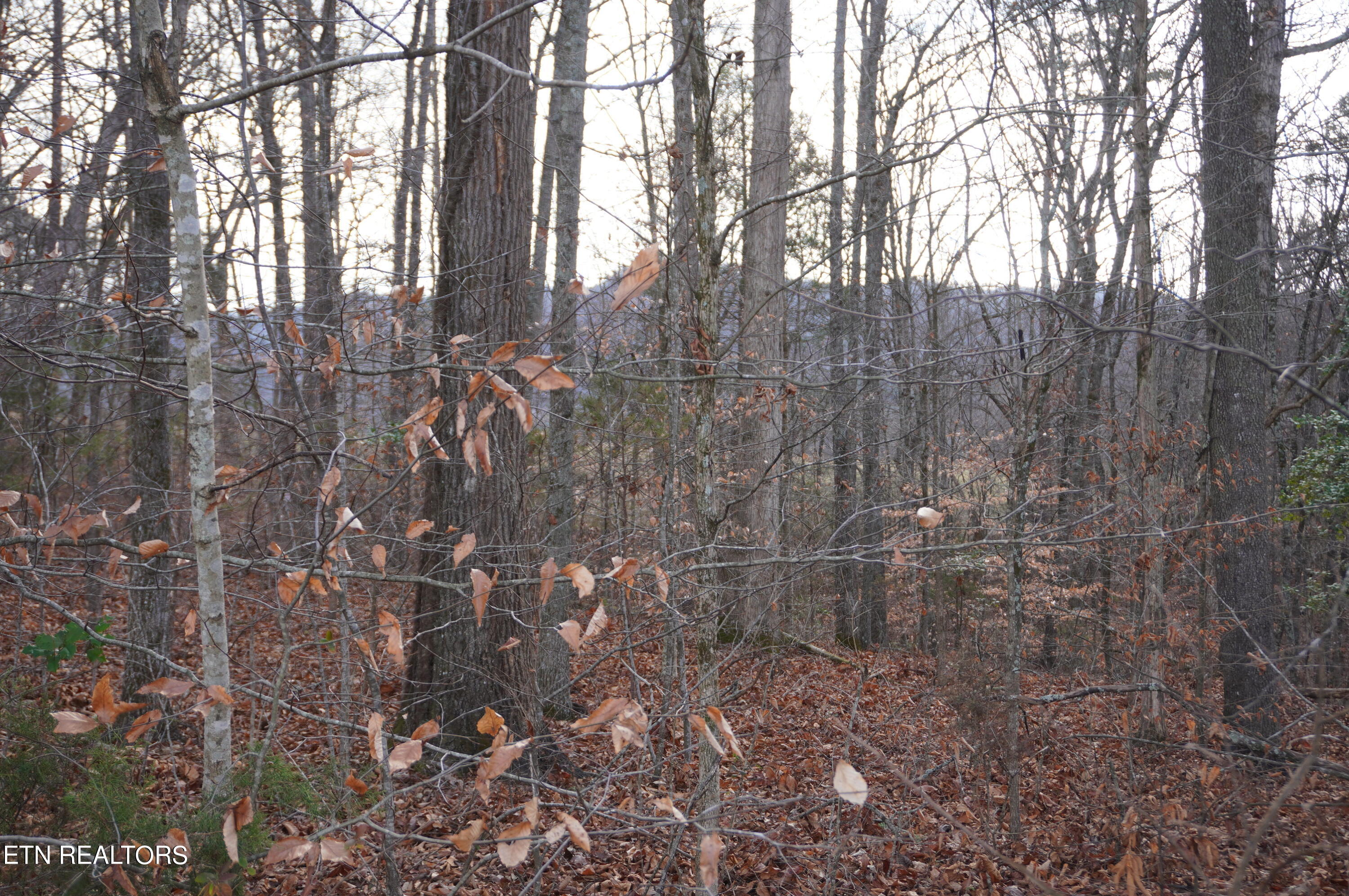Lot 14 Meadowood Road Newport, TN 37821 - Photo 20 of 24 lot 14 meadowood - moore - 1-12-24 (25)
