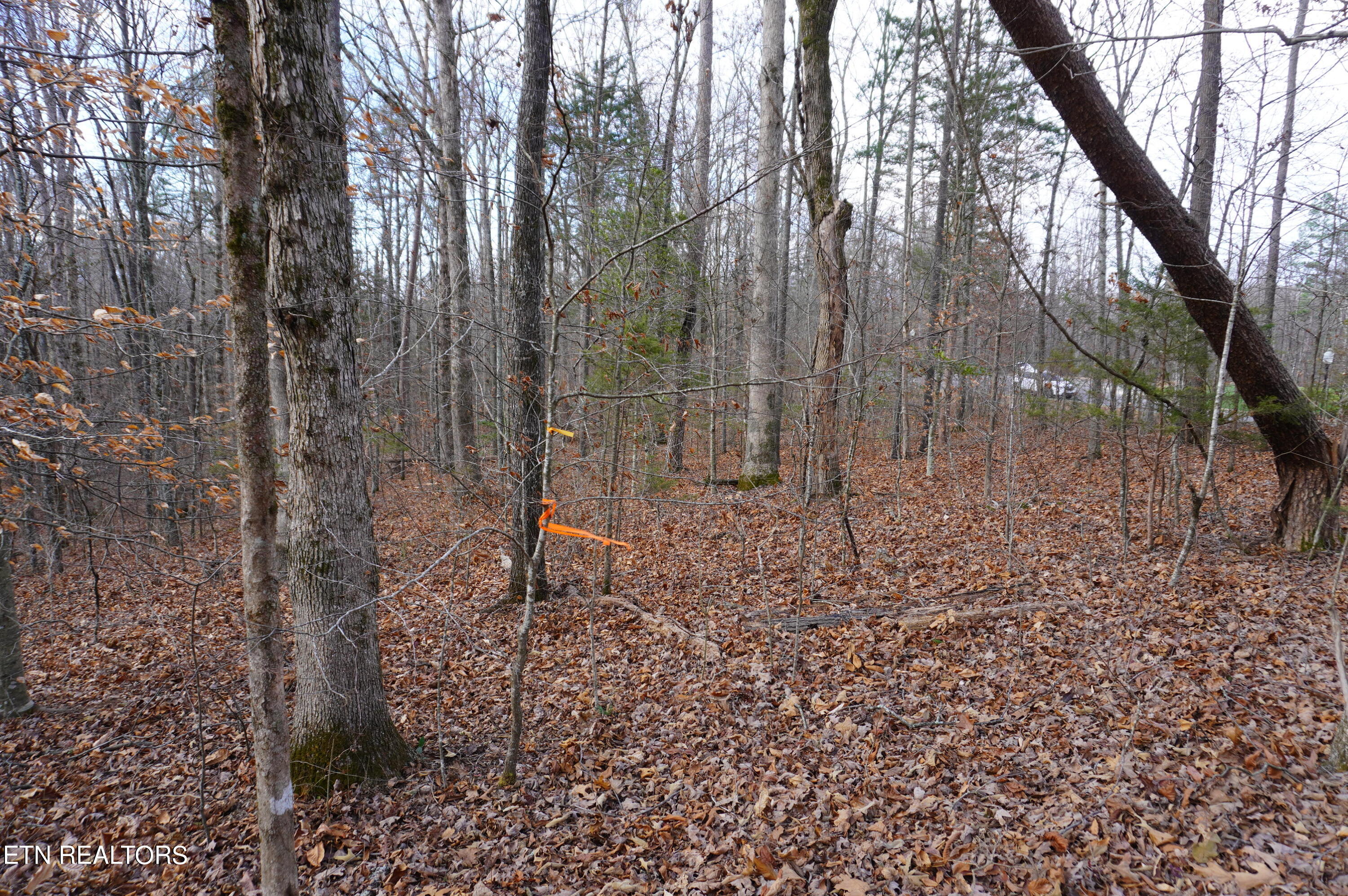 Lot 14 Meadowood Road Newport, TN 37821 - Photo 22 of 24 lot 14 meadowood - moore - 1-12-24 (27)