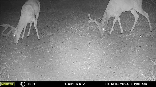 a view of a bird bath