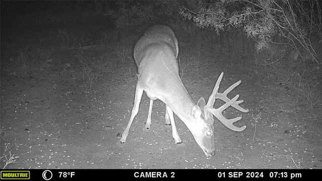a view of a lake with a tree in the background