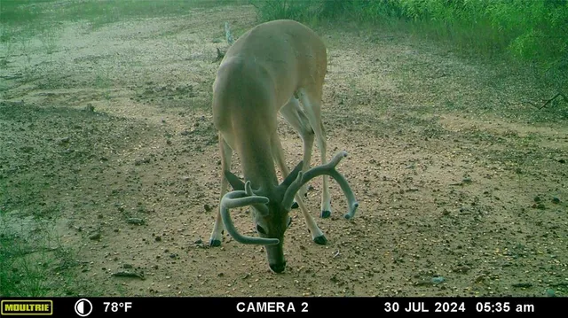a view of a lake with a tree in the background