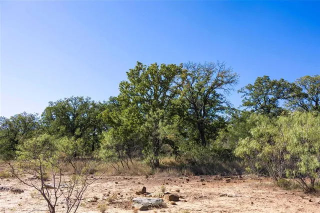 a view of a large trees with lots of trees