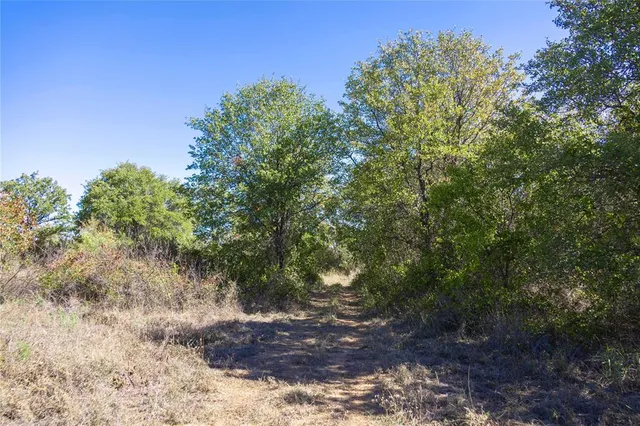 a view of a yard with a tree