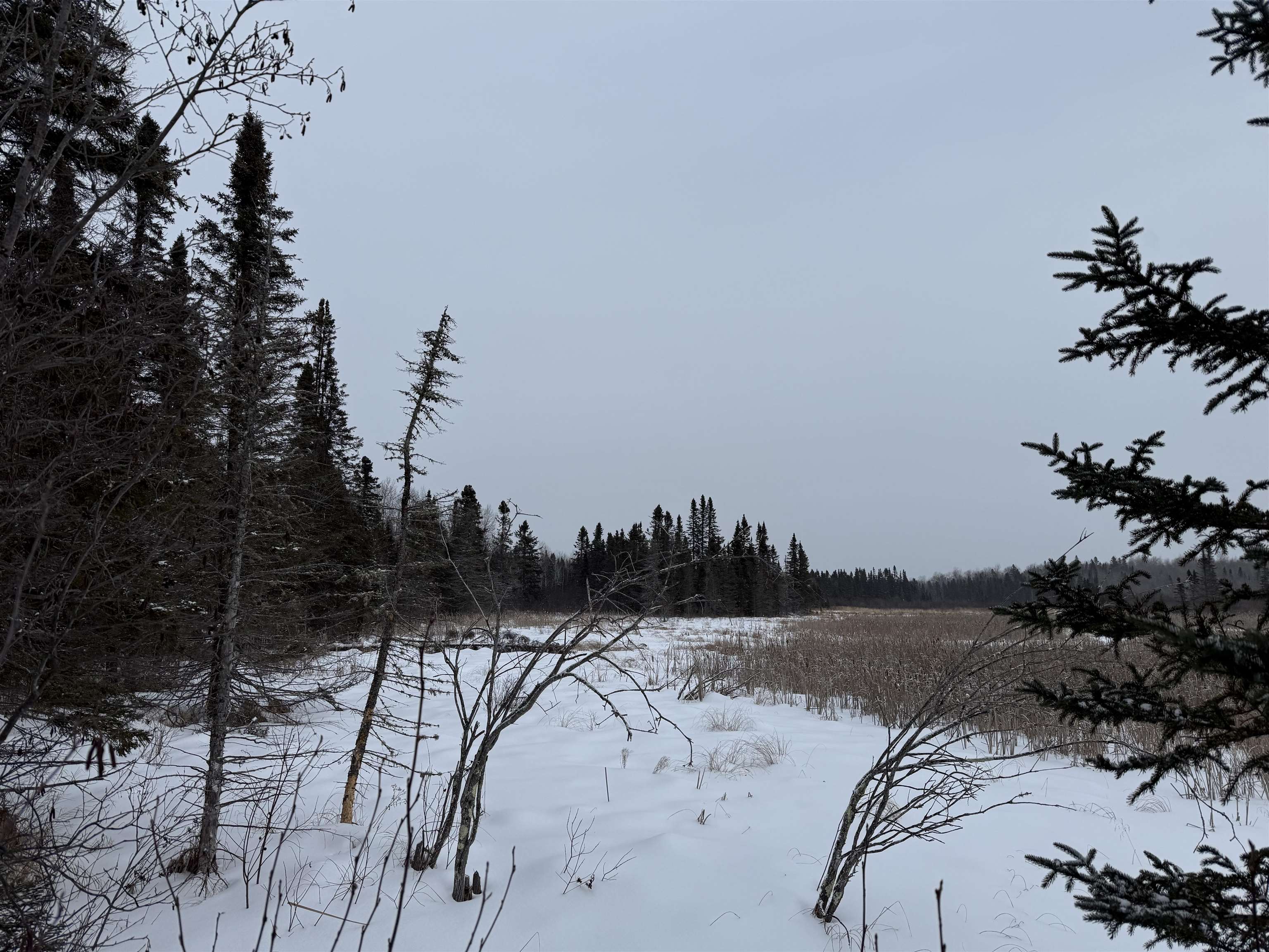 Xxx Zekes Road Schroeder, MN 55613 - Photo 20 of 35 Yard covered in snow with a view of trees