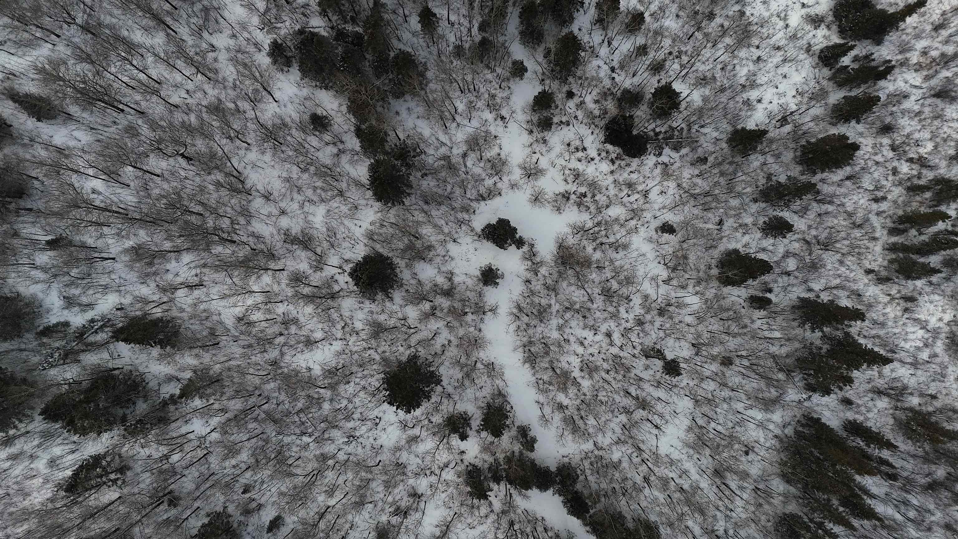 Xxx Zekes Road Schroeder, MN 55613 - Photo 34 of 35 Aerial of woods with defined trail (Zekes Road)