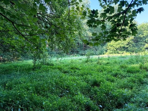 0 Brown Road Bon Aqua, TN 37025 - Photo 9 of 56 Gallery Image 9