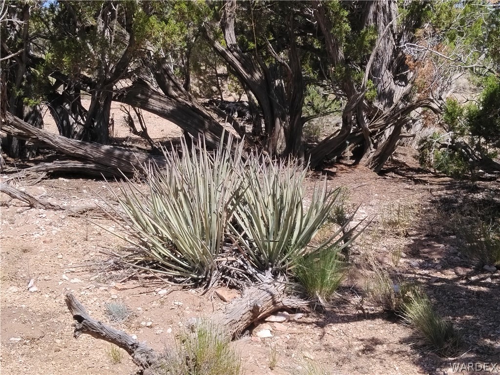 301-31-148 Antelope Run Road Seligman, AZ 86337 - Photo 5 of 8
