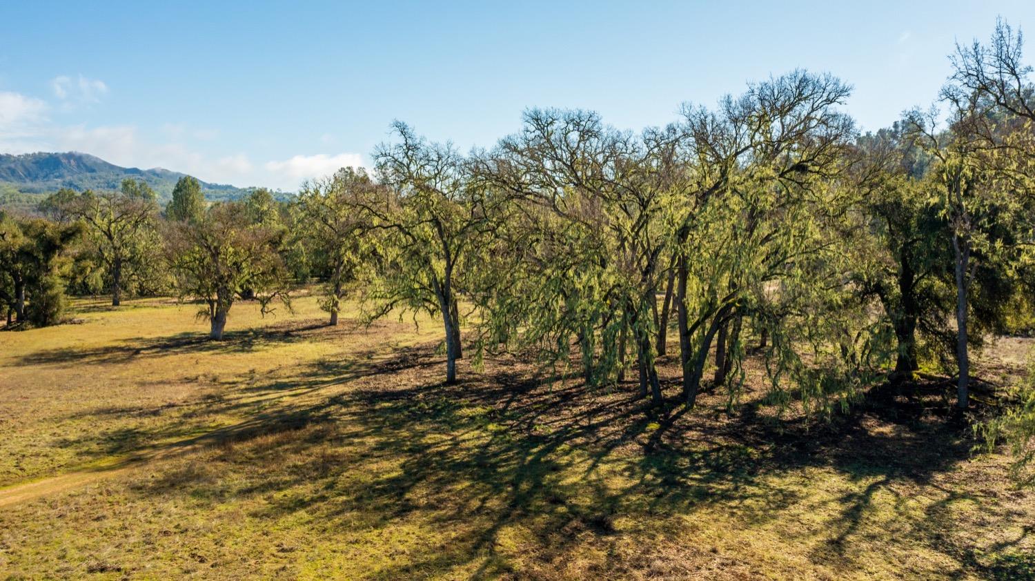0 Lynch Canyon Road Bradley, CA 93426 - Photo 41 of 83 a view of outdoor space with trees