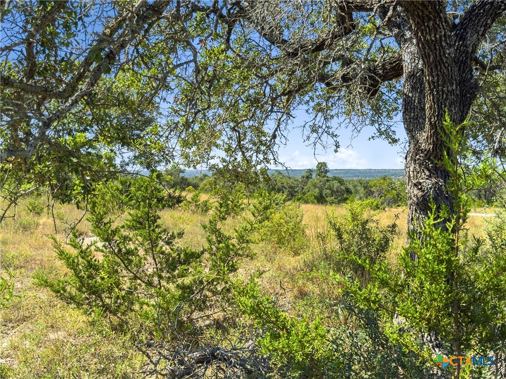 a view of a garden with a tree