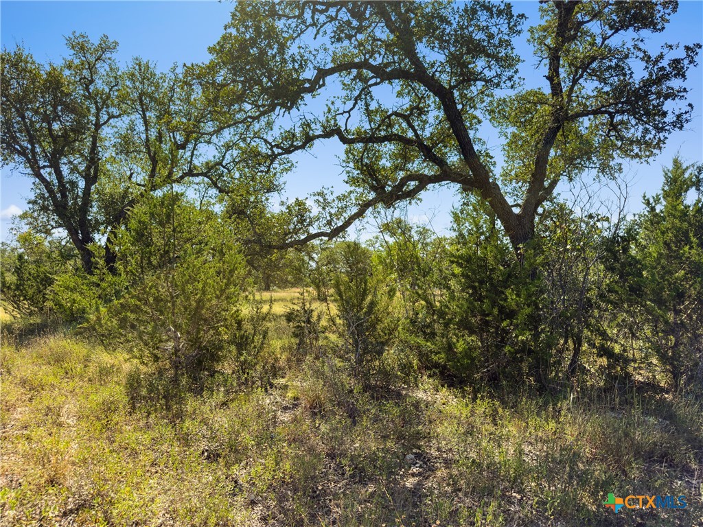 820 Stone Ridge Mountain Drive Round Mountain, TX 78663 - Photo 13 of 32 a view of a tree in a yard