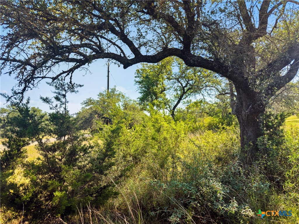 820 Stone Ridge Mountain Drive Round Mountain, TX 78663 - Photo 4 of 32 a picture of tree