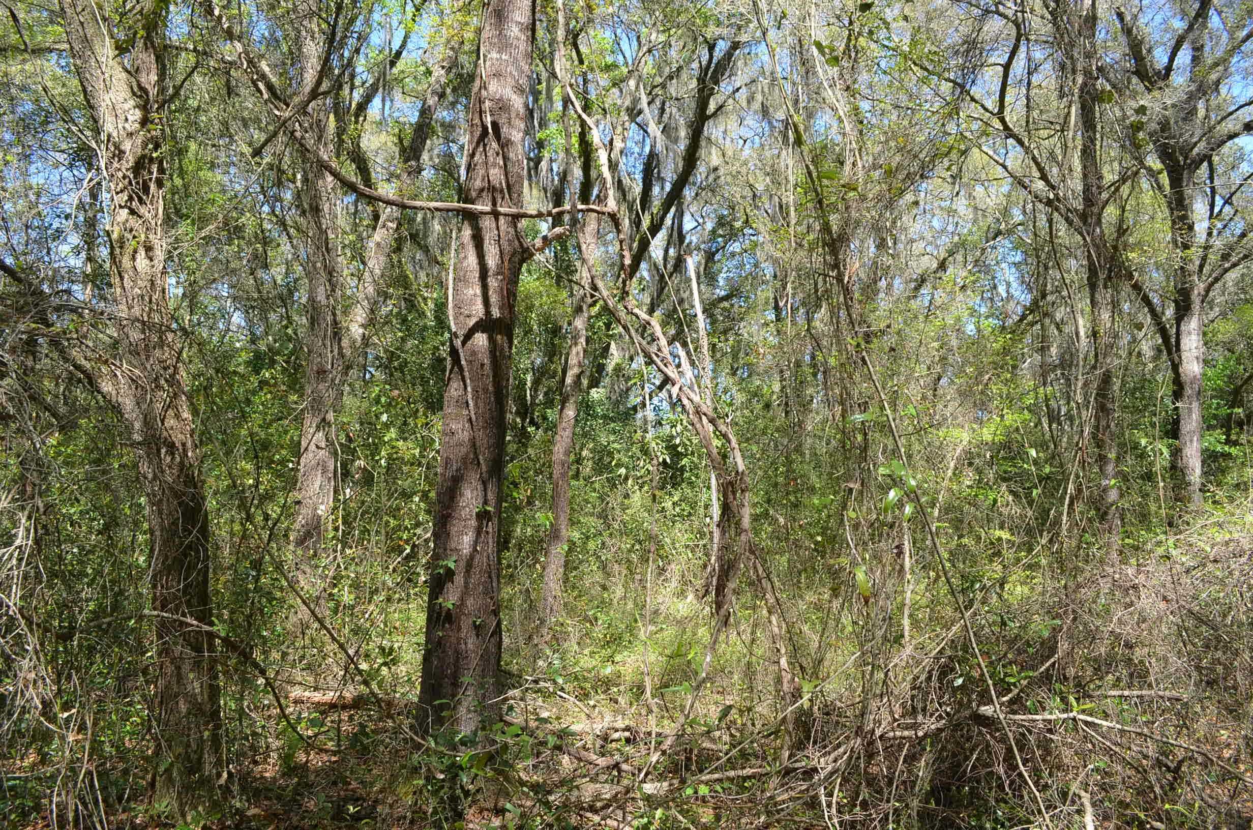 0 Houck Road, Unit 1 Perry, FL 32348 - Photo 7 of 23