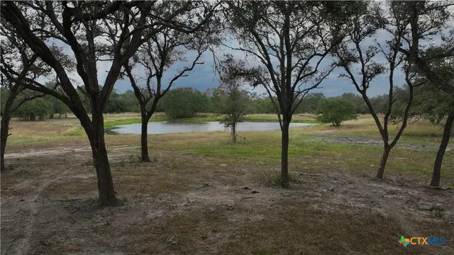 a view of some trees in the forest