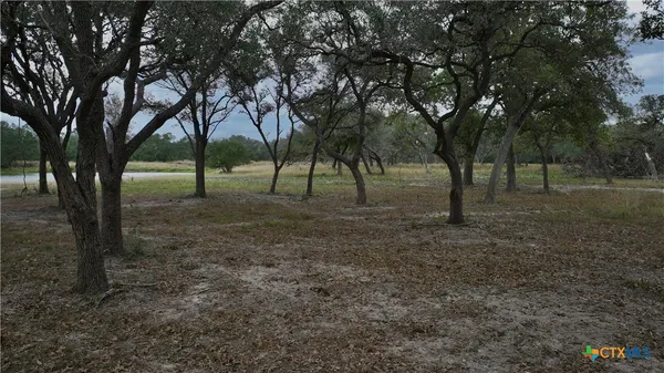 a view of some trees in the forest