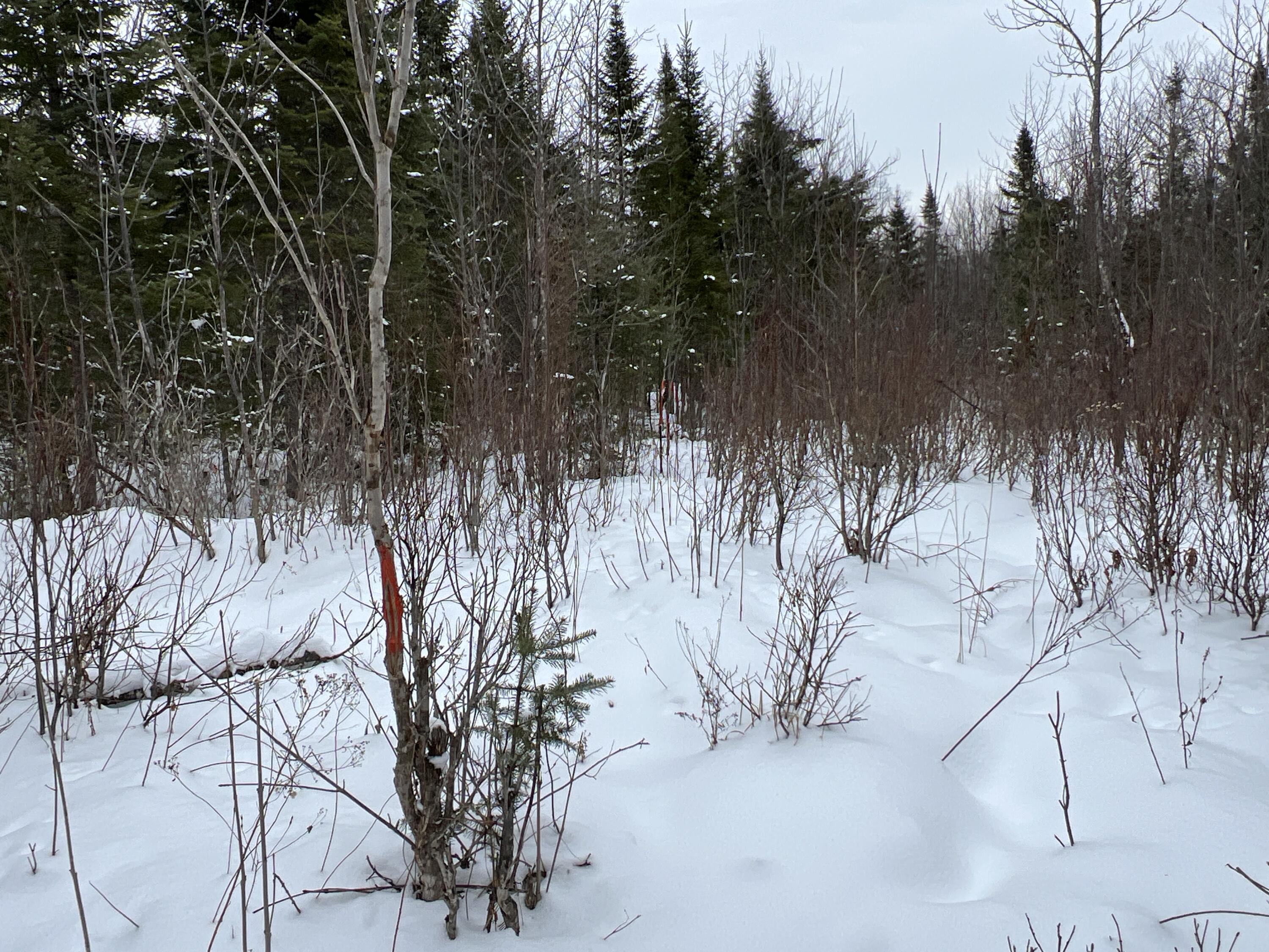 Lot 2-18 Shin Pond Rd Mount Mount Chase, ME 04765 - Photo 34 of 59