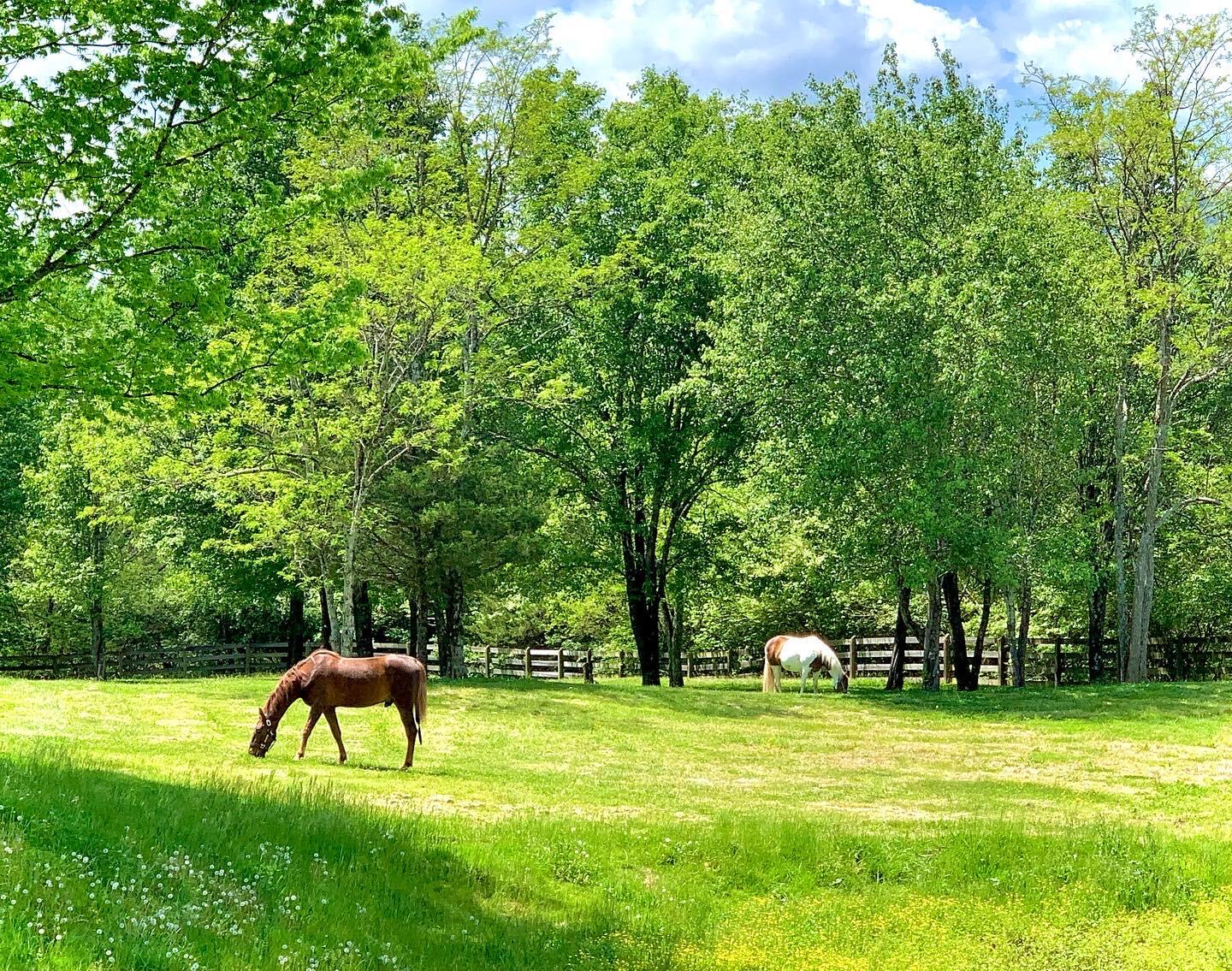 527 Reads Lake Road Chattanooga, TN 37415 - Photo 51 of 100 Horses in pasture 1