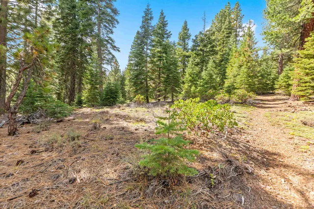 a view of a yard with plants and trees